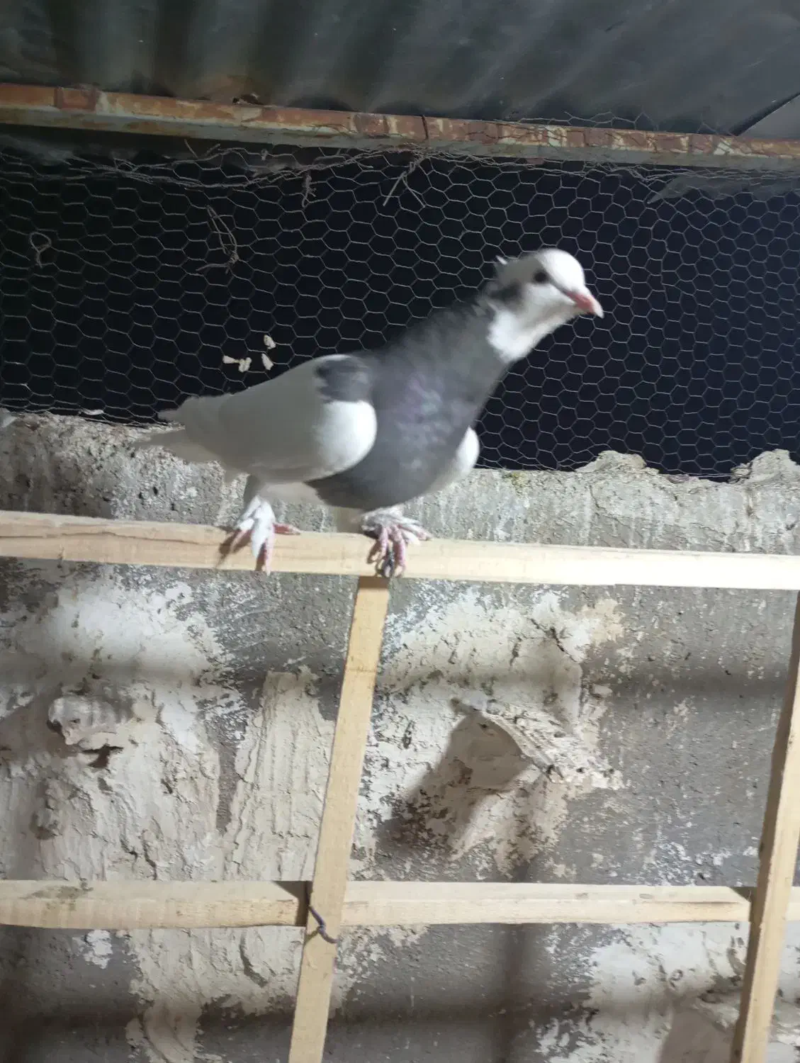 کبوتر طوقی|پرنده|قزوین, |دیوار