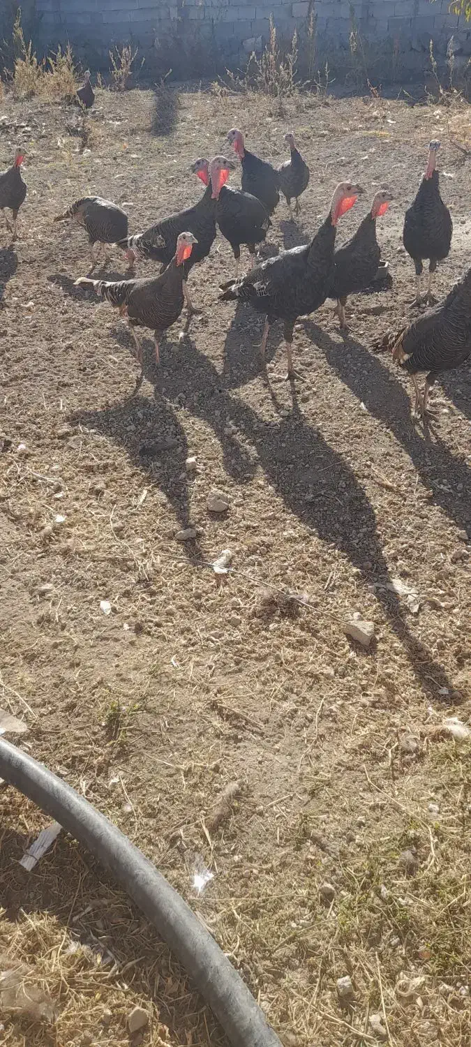 بوقلمون|حیوانات مزرعه|مشگین شهر, |دیوار