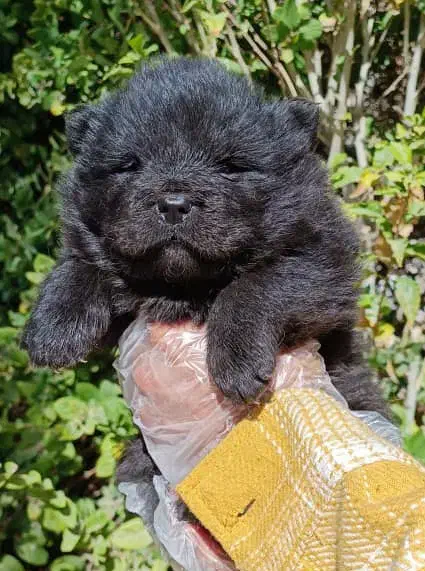 چاوچاو بلک فوق کیفیت نر|سگ|تهران, الهیه|دیوار