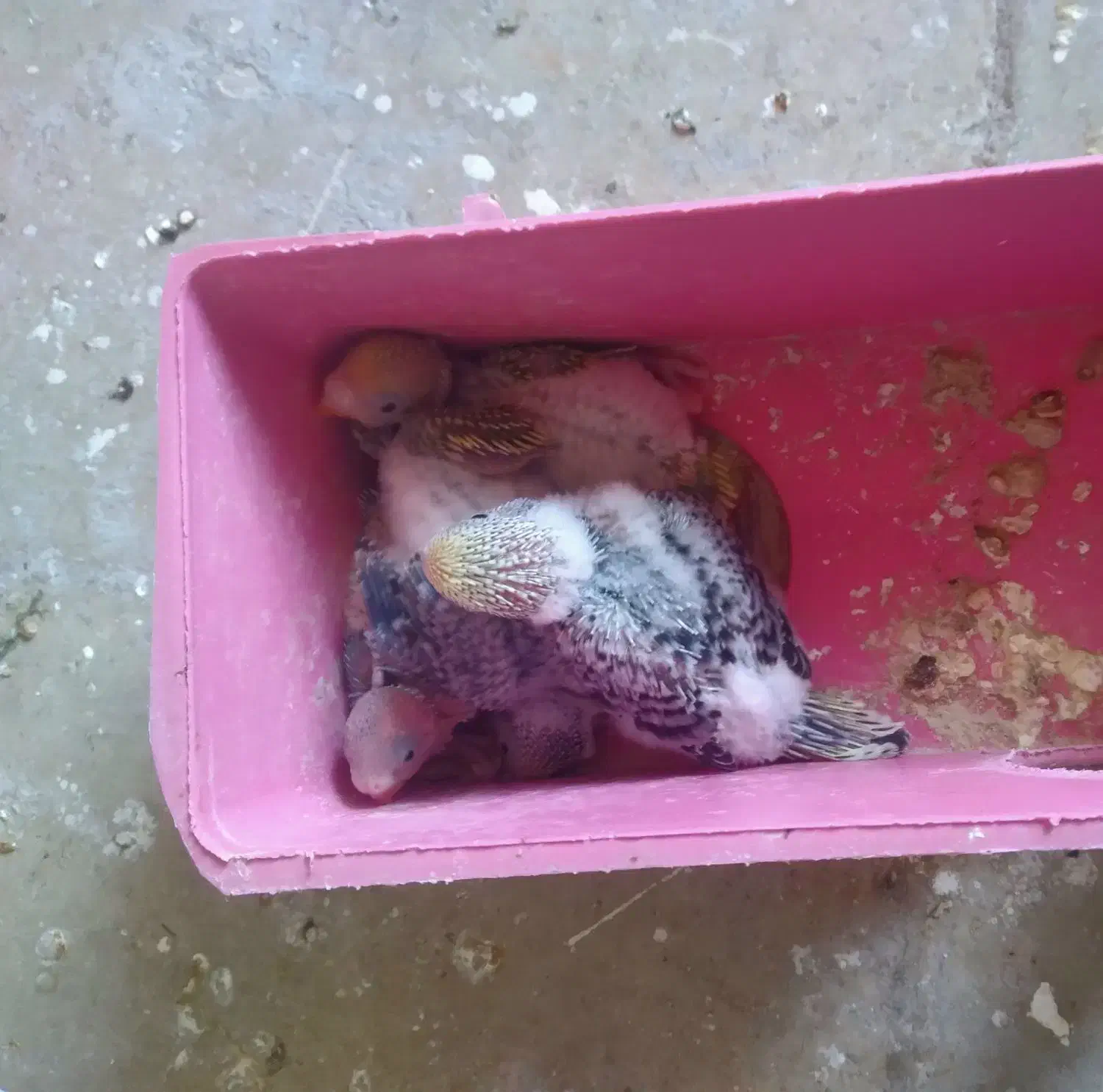 جفت مرغ عشق با جوجه|پرنده|داراب, |دیوار