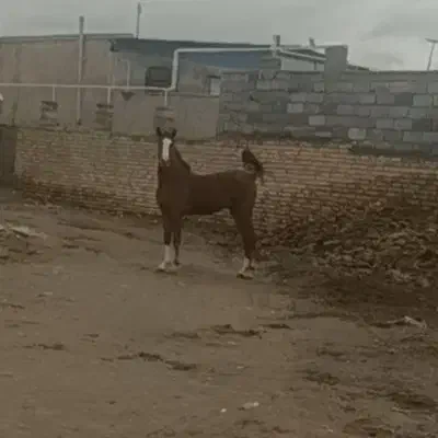 اسب و تجهیزات اسب|اسب و تجهیزات اسبسواری|سیرجان, |دیوار