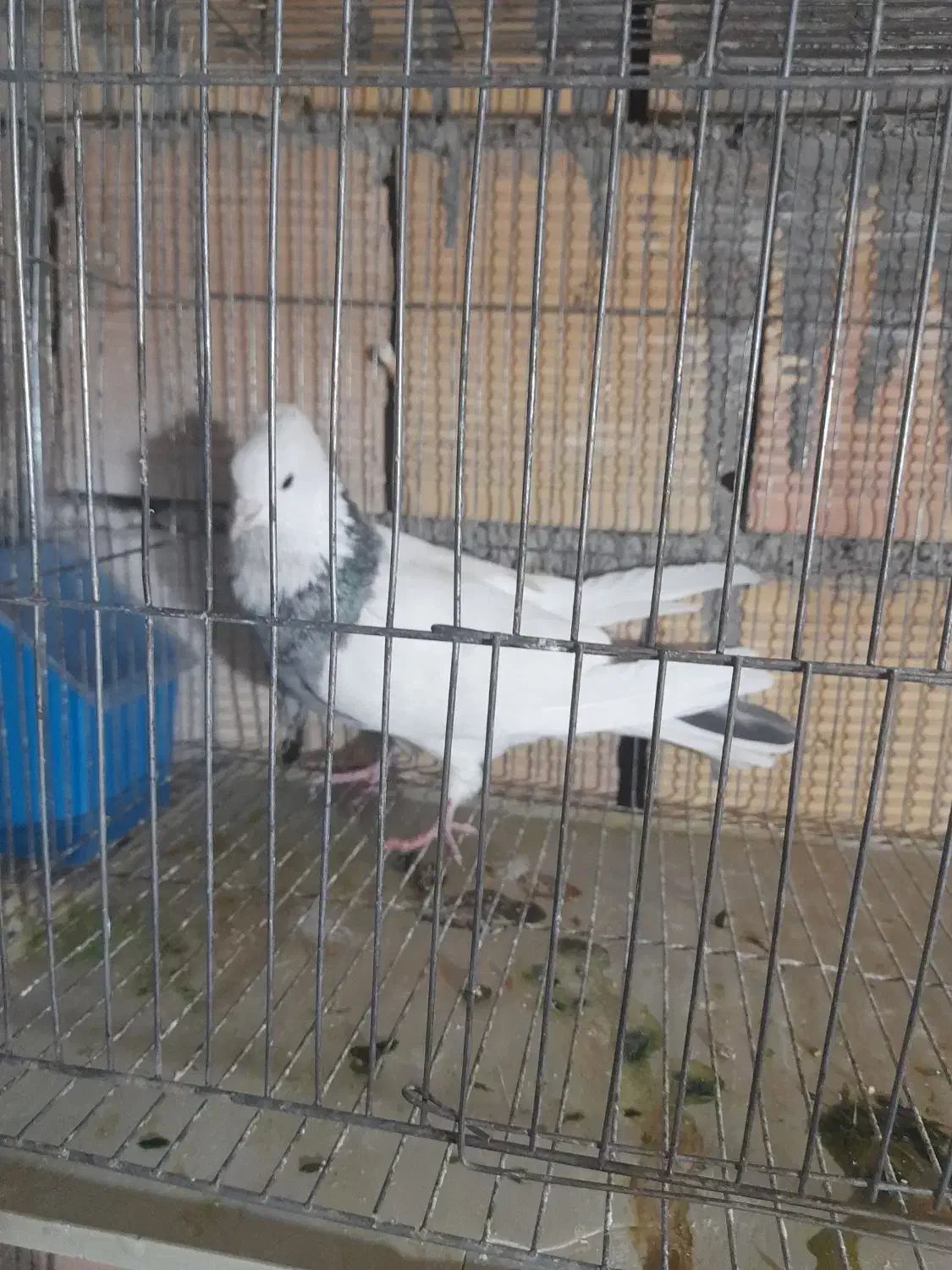 کفتر پرشی|پرنده|گلپایگان, |دیوار