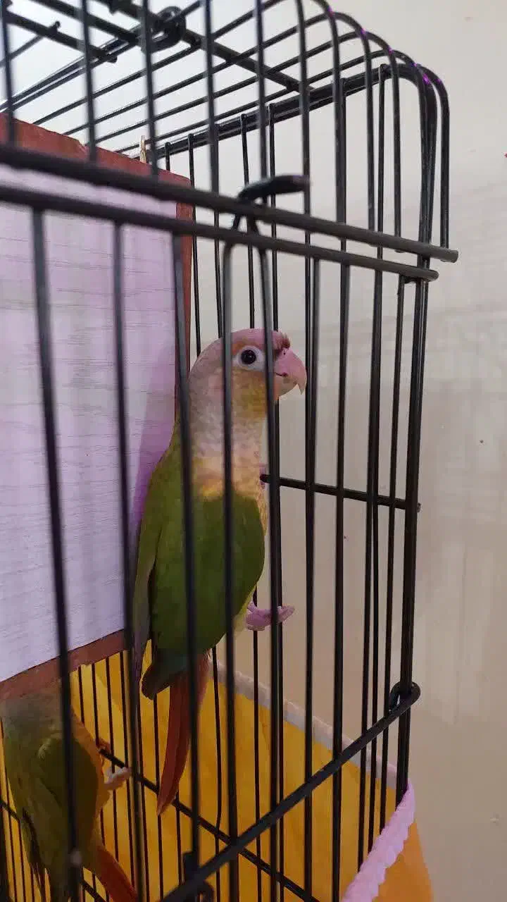 یک جفت گرینچیک|پرنده|تهران, منیریه|دیوار