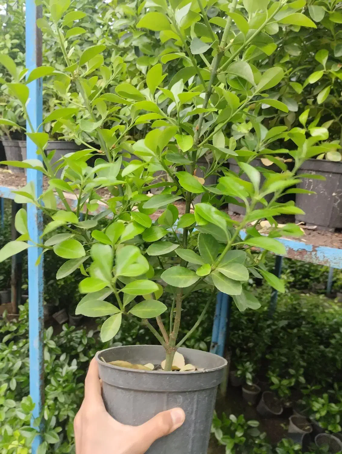 گل شمشاد|گل و گیاه طبیعی|شاندیز, |دیوار