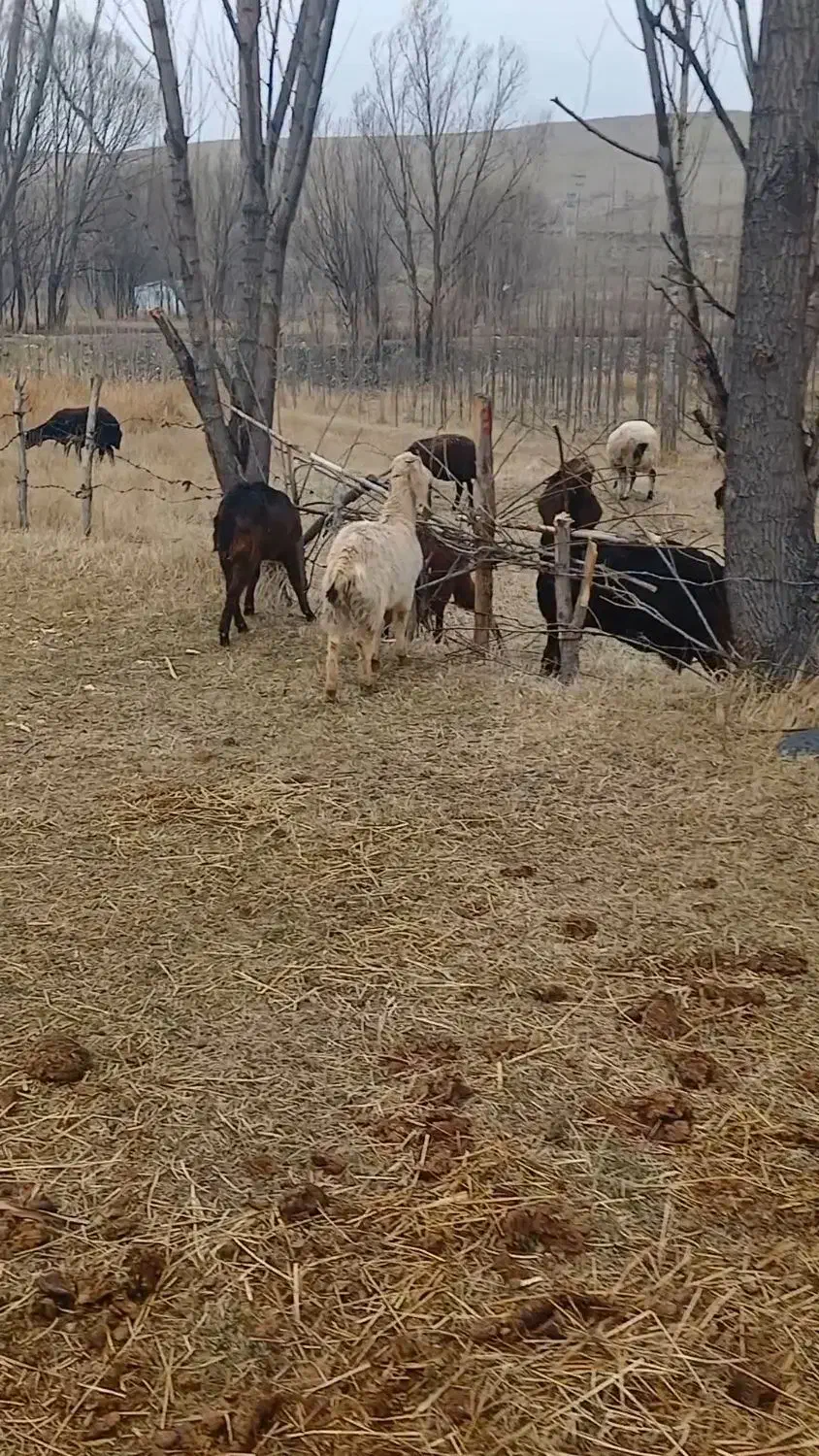 بزغاله وبز|حیوانات مزرعه|اردبیل, |دیوار