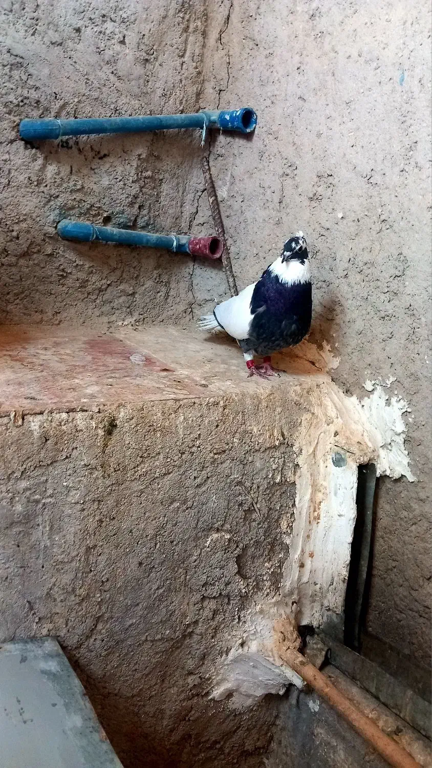 کفتر ماده شاپر..|حیوانات|ایلام, |دیوار