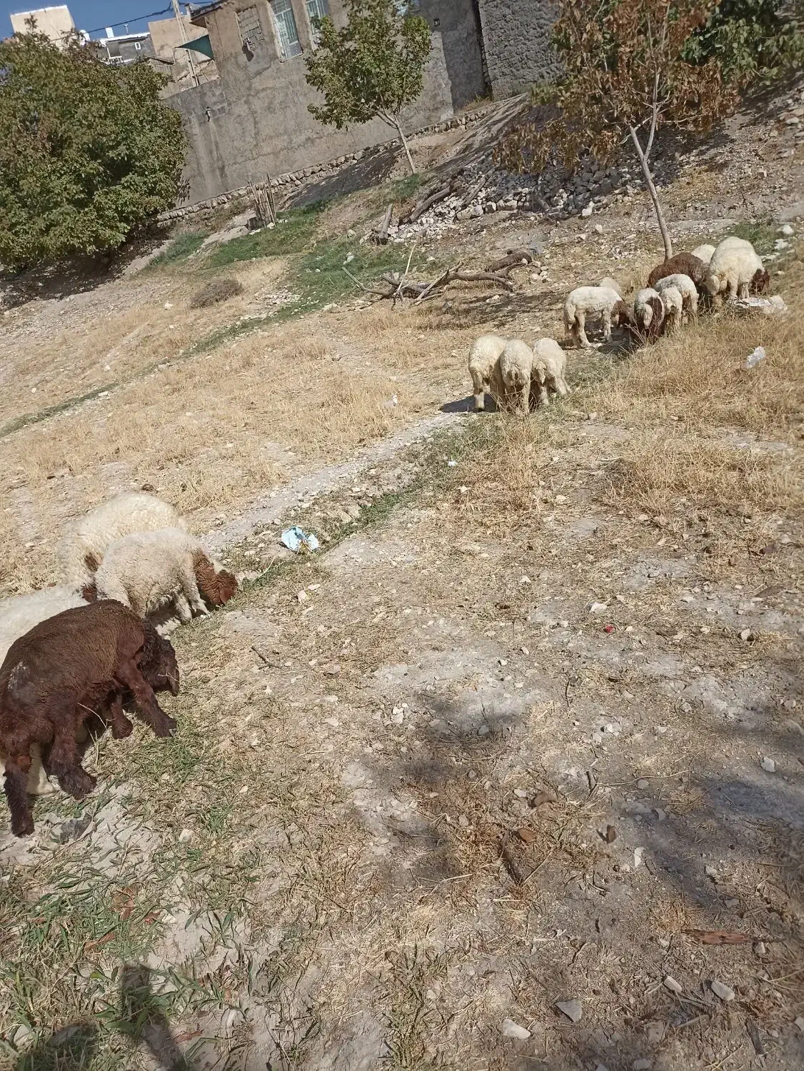 کاور ماده|حیوانات مزرعه|سیوان, |دیوار