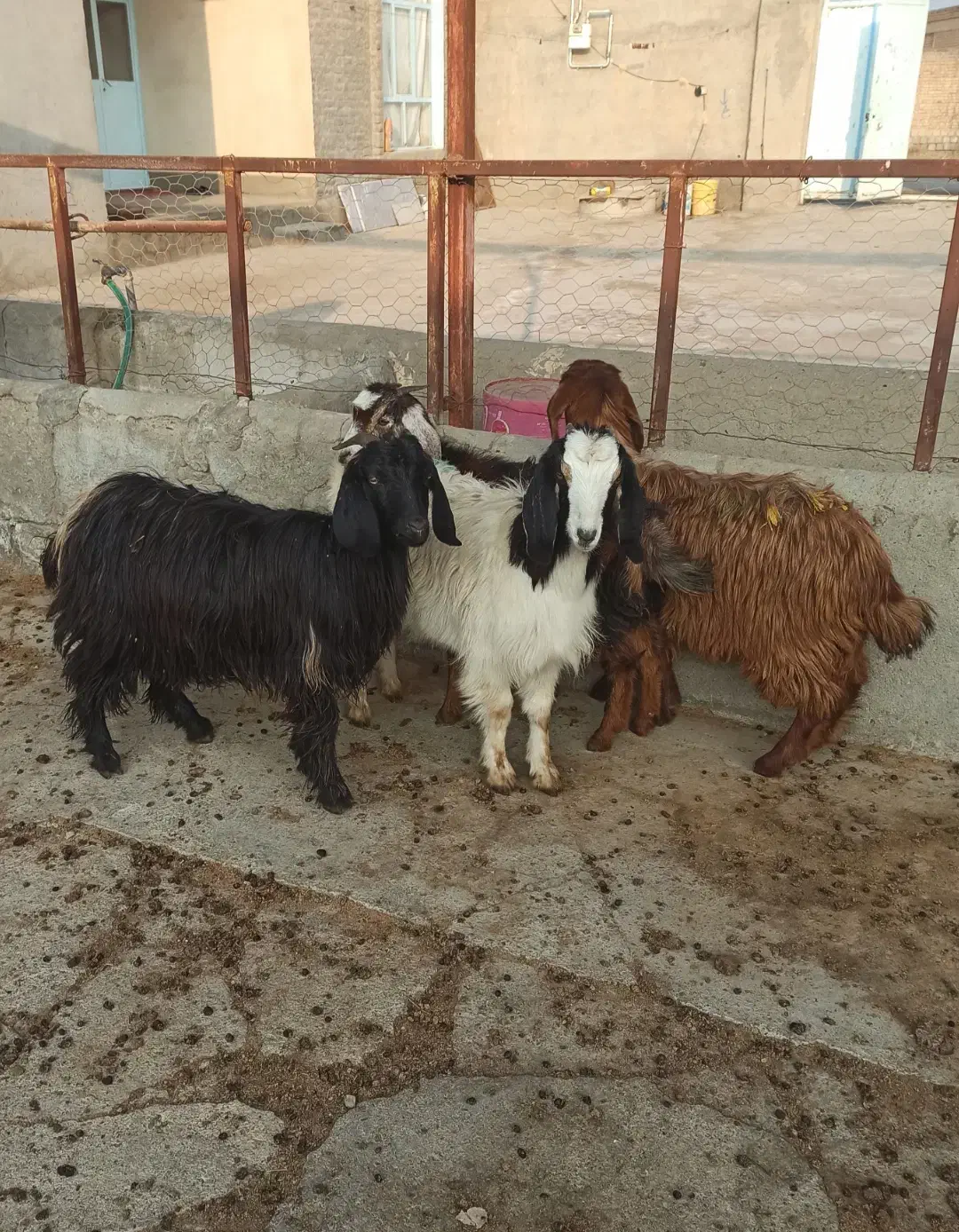 ۴ عدد بزغاله برای نگهداری و سربریدن و قربانی کردن|حیوانات مزرعه|میاندوآب, |دیوار