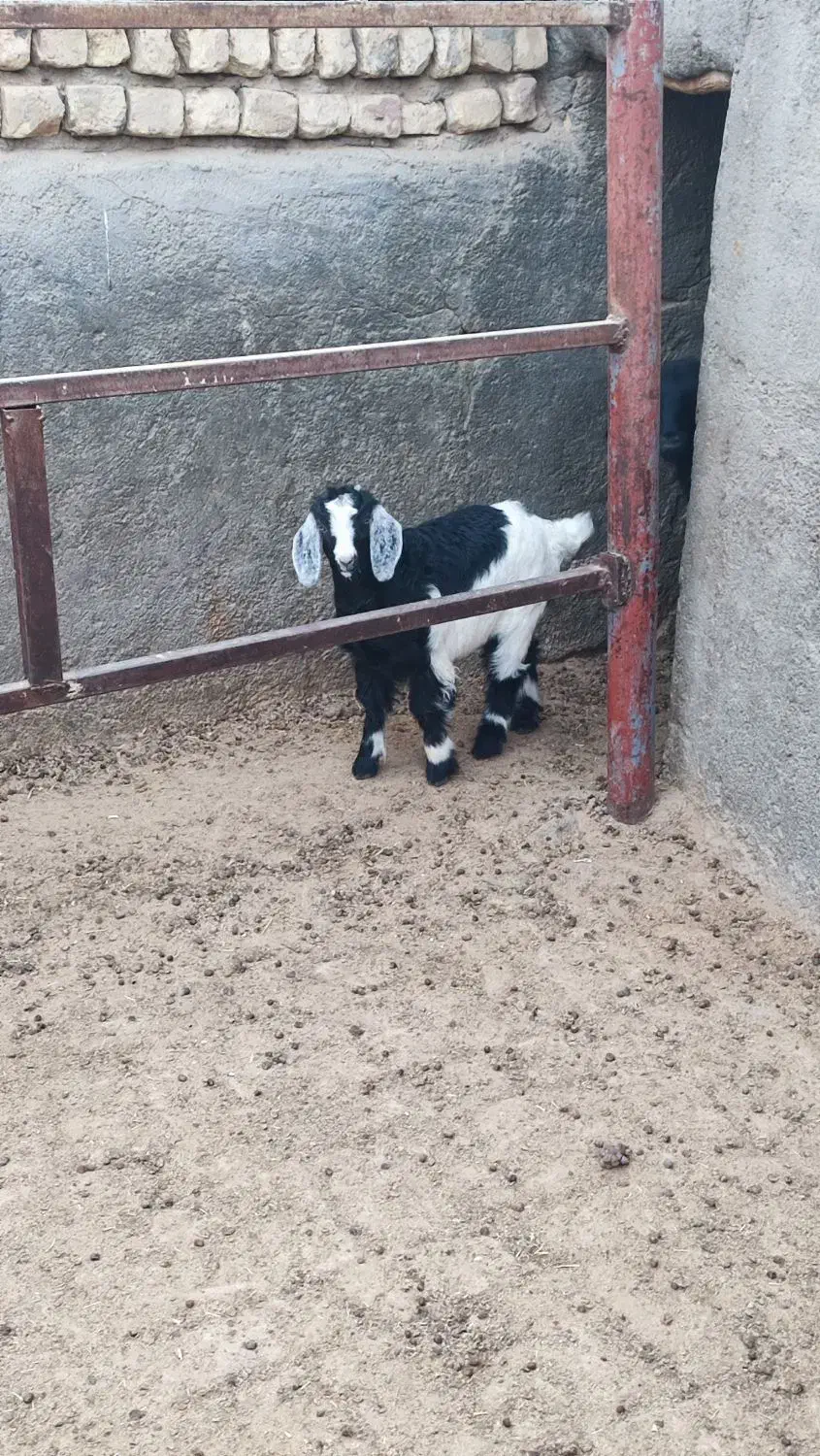 بزغاله ماده|حیوانات مزرعه|جعفرآباد, |دیوار