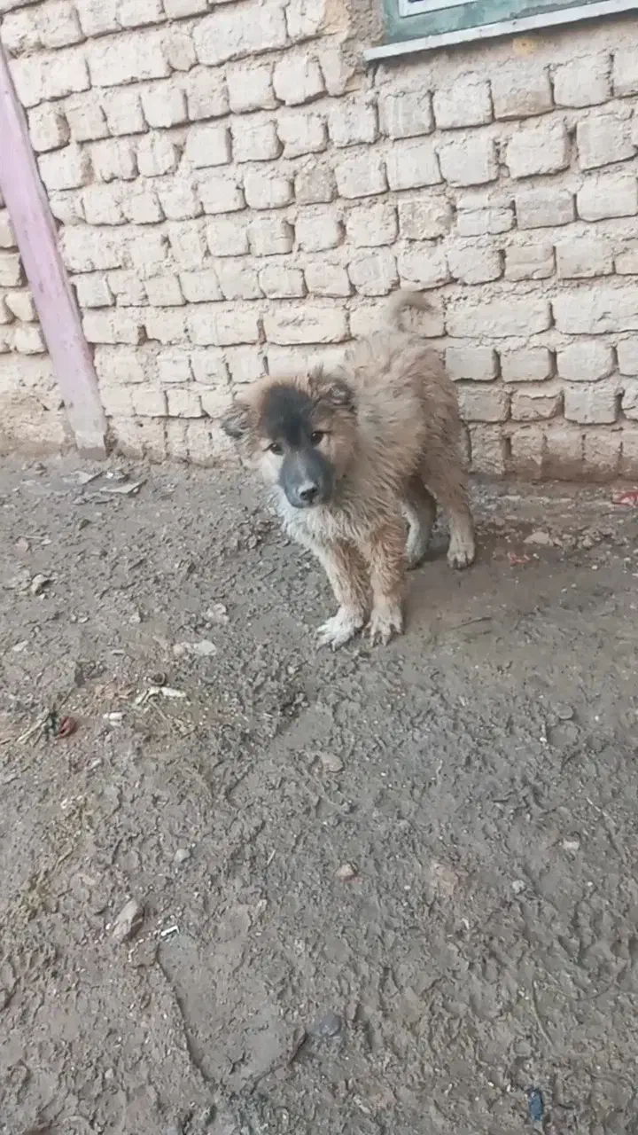 سگ سرابی|سگ|خرمدره, |دیوار