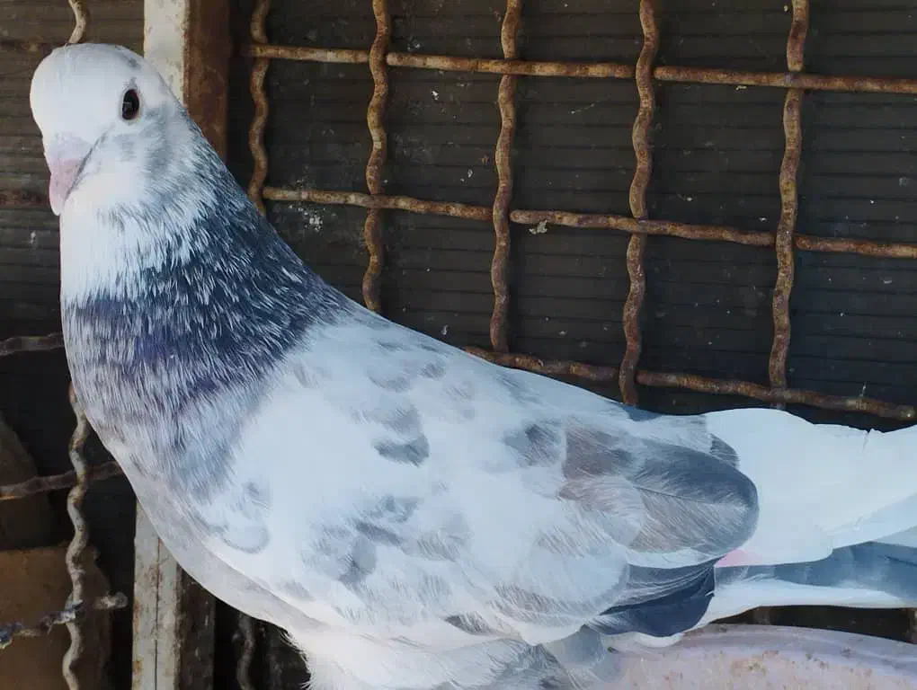 کبوتر گم شده|حیوانات|شاهین‌شهر, شهرک گلدیس|دیوار