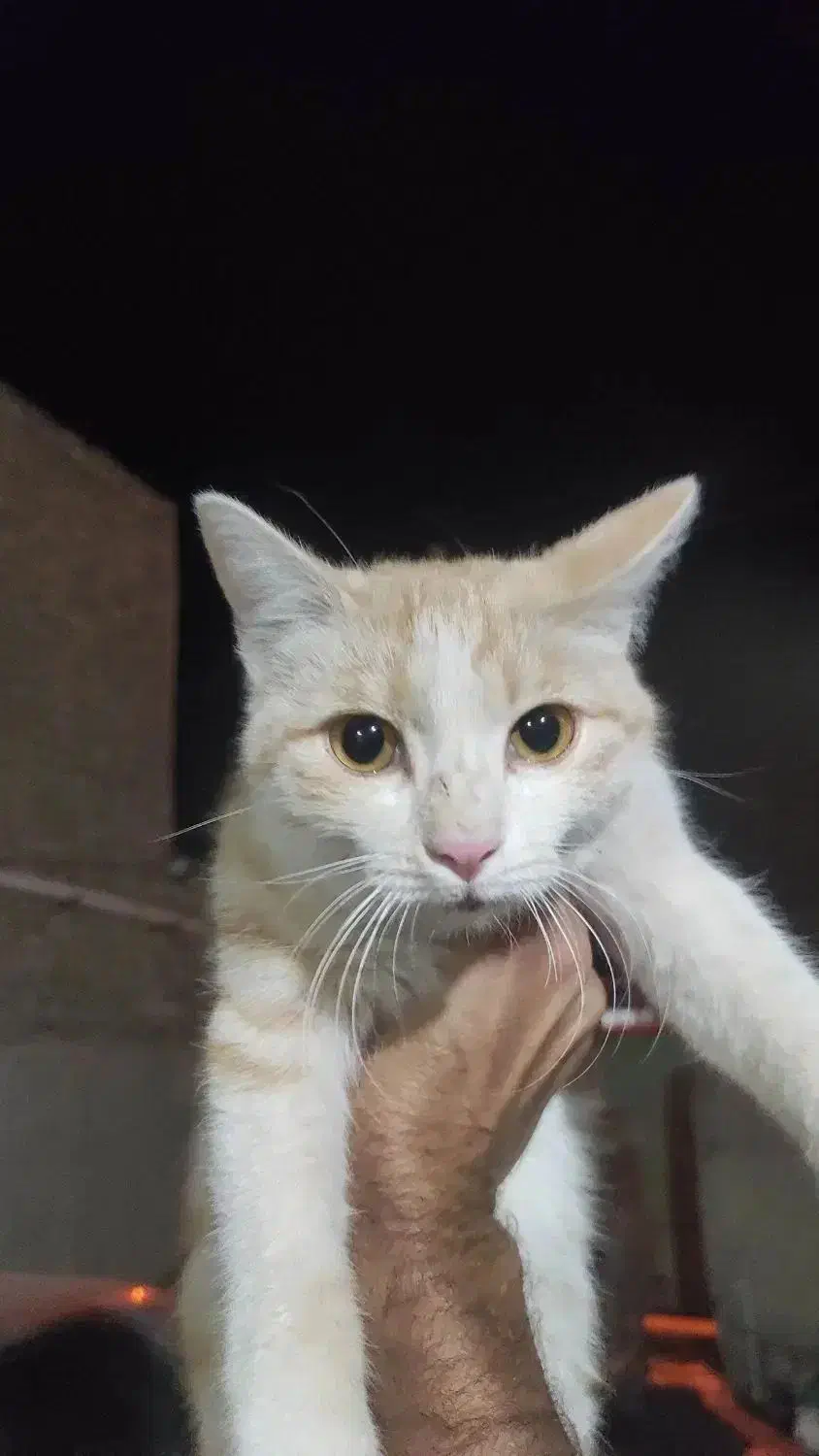 گمشده|گربه|زابل, |دیوار