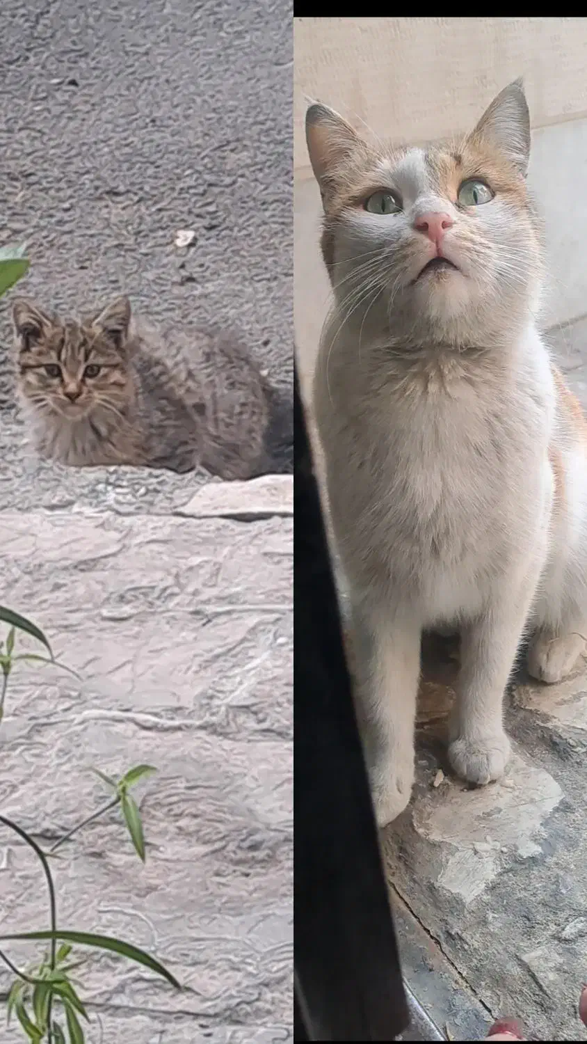 پیشی های زیبا|گربه|تهران, فلسطین (میدان انقلاب)|دیوار