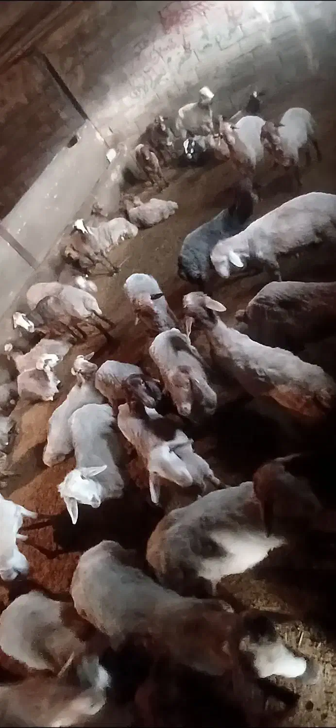 بره نر درشت و چاق|حیوانات مزرعه|تبریز, |دیوار