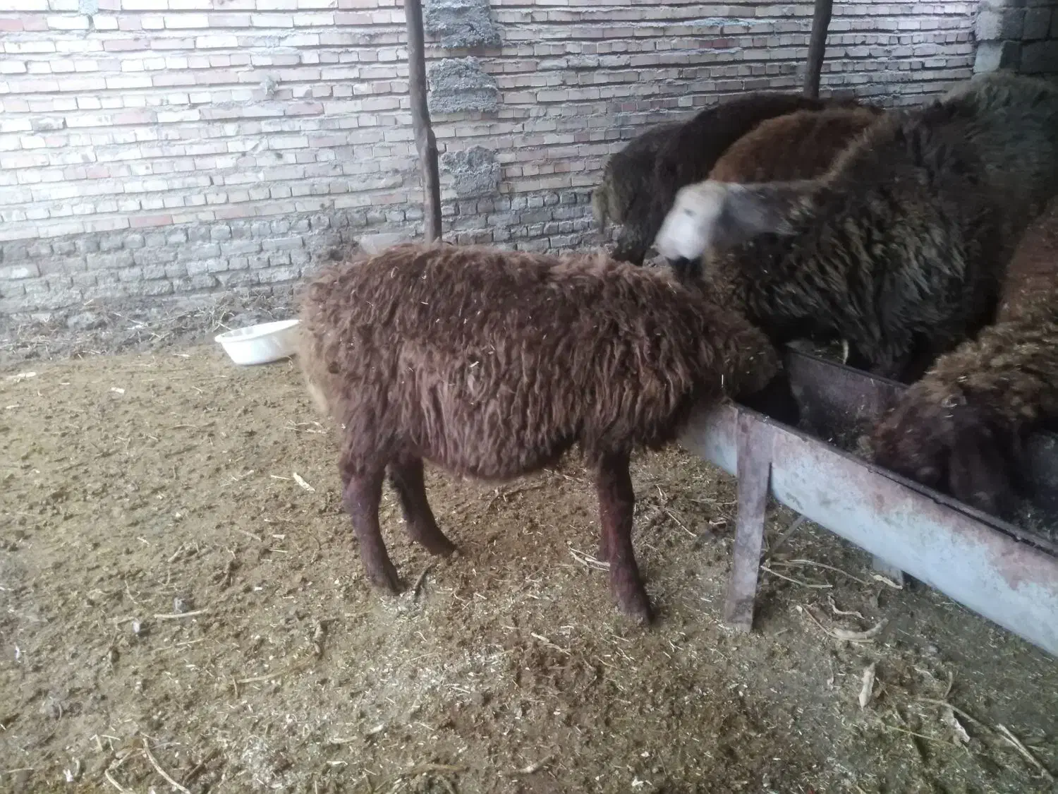 نربره چاق سالم|حیوانات مزرعه|دلند, |دیوار