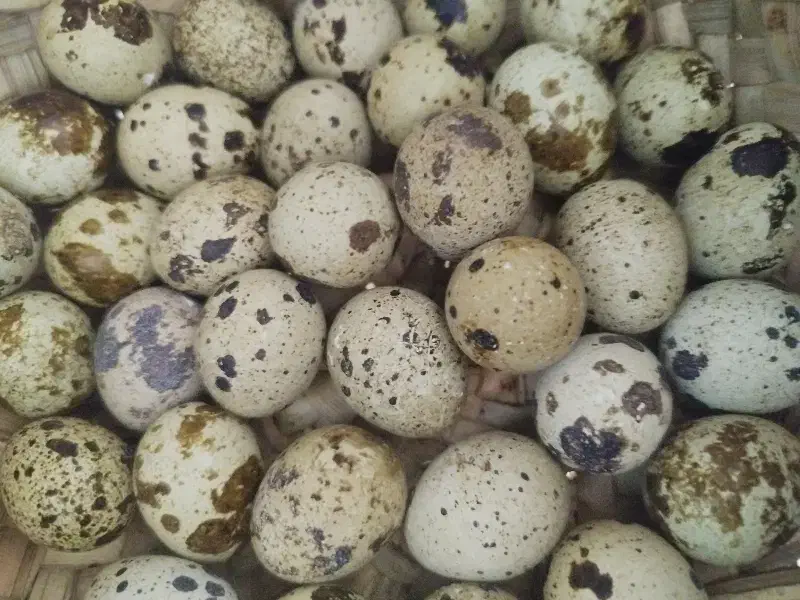 تخم مرغ و بلدرچین|حیوانات مزرعه|اهواز, فتح|دیوار