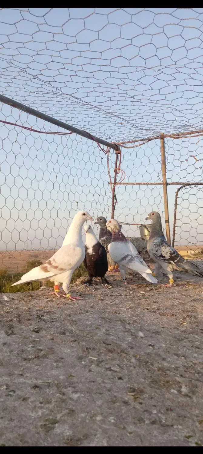 کفتر گرفتنی. همه باهم|پرنده|سبزوار, کهنه آب|دیوار