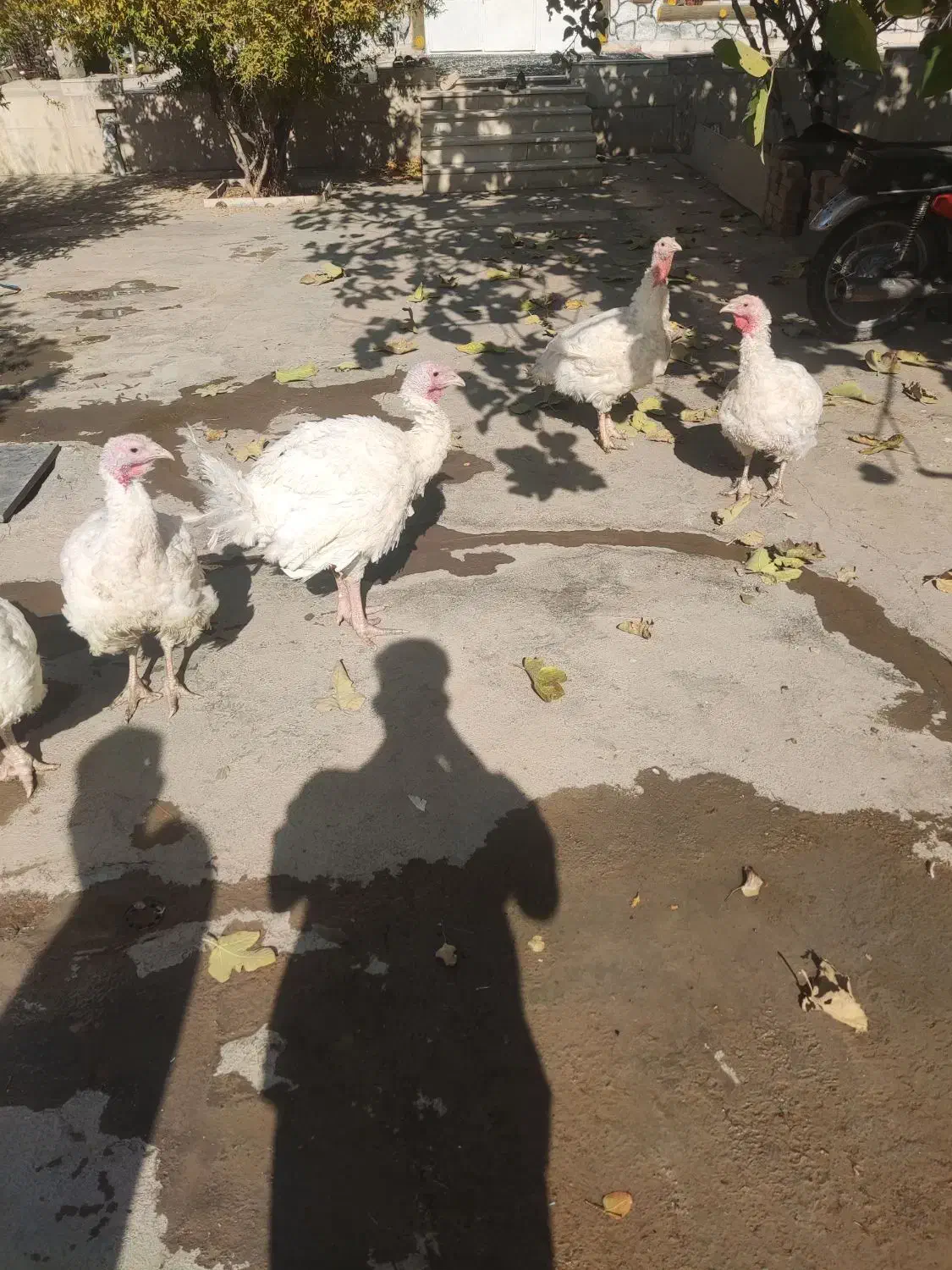 بوقلمون|حیوانات مزرعه|بیستون, |دیوار