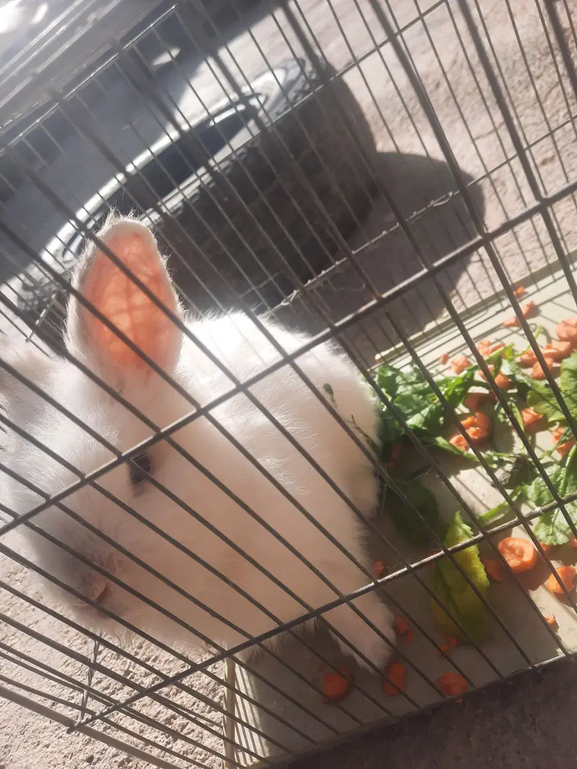 روستای بزمیراباد قیمت ۸۰۰هزار|موش و خرگوش|سرپل ذهاب, |دیوار