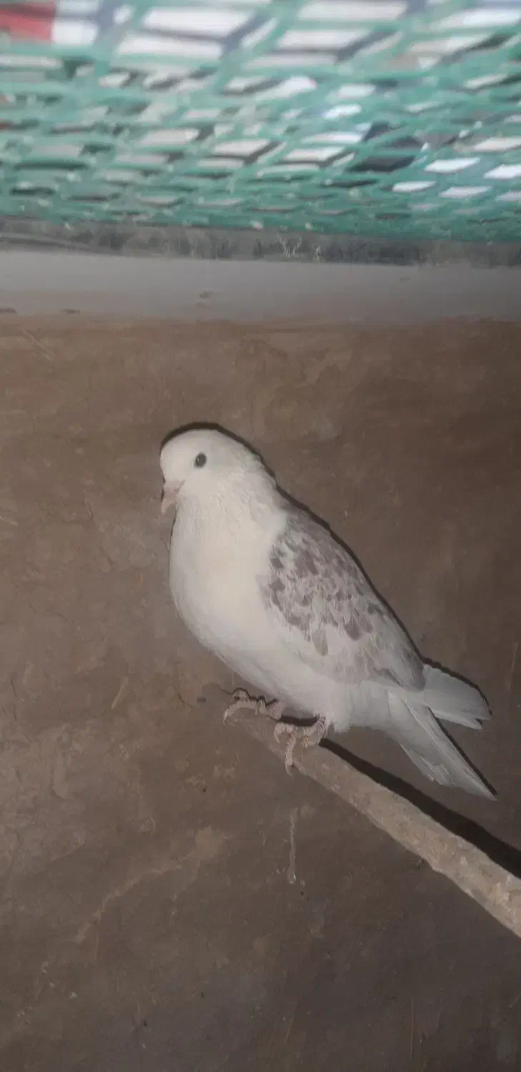 کفتر دوکت معاوضه|پرنده|قنوات, |دیوار