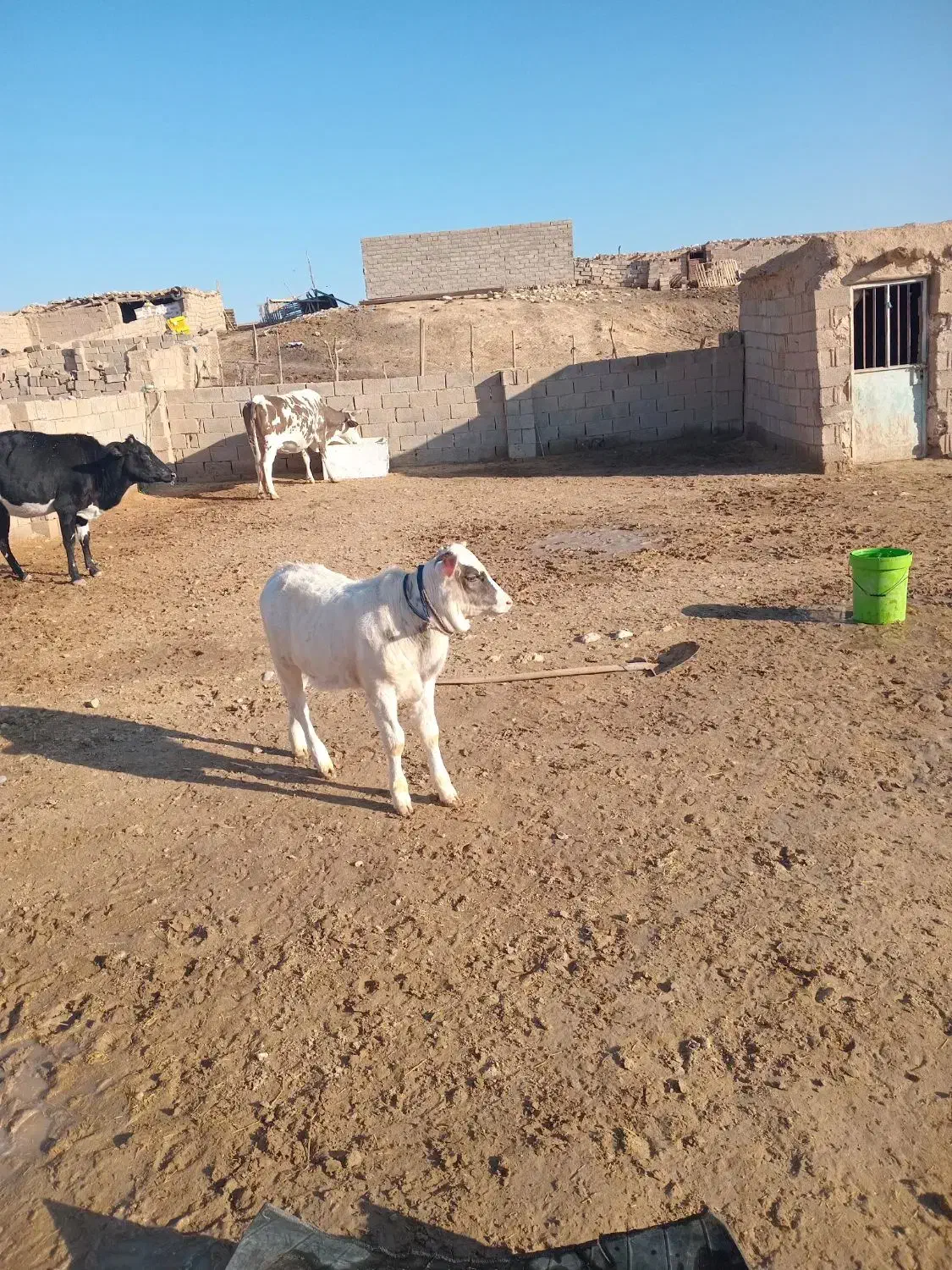 فروش گوسال|حیوانات مزرعه|ملکشاهی, |دیوار