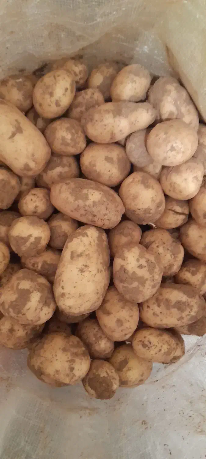 سیب زمینی تازه|خوردنی و آشامیدنی|نورآباد, |دیوار