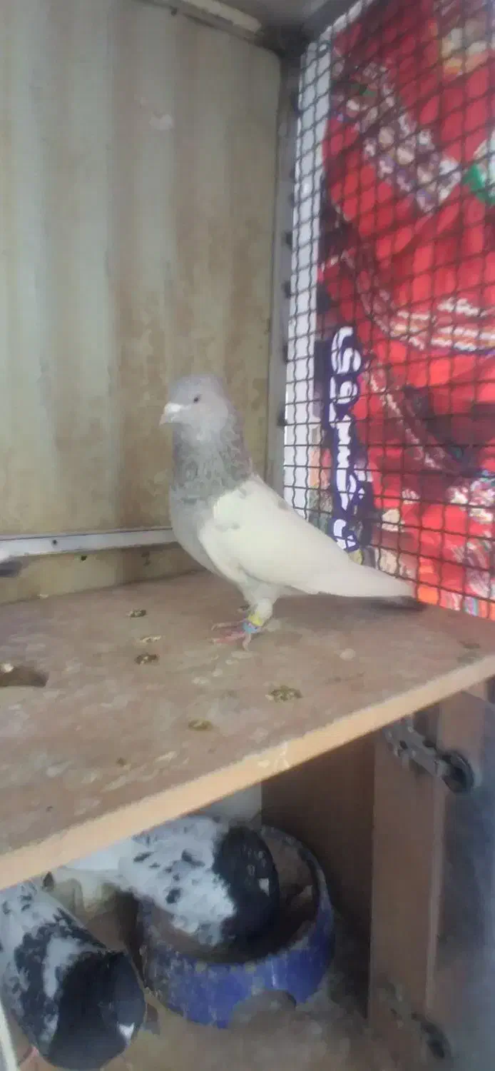 کفتر فروشی|پرنده|شیروان (خراسان), |دیوار