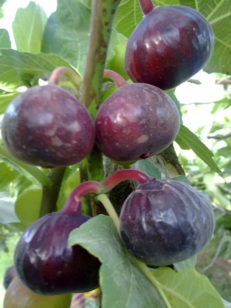نهالستان ارقام متنوع میوه و فندق های پربار.|خدمات باغبانی و درختکاری|سلفچگان, |دیوار