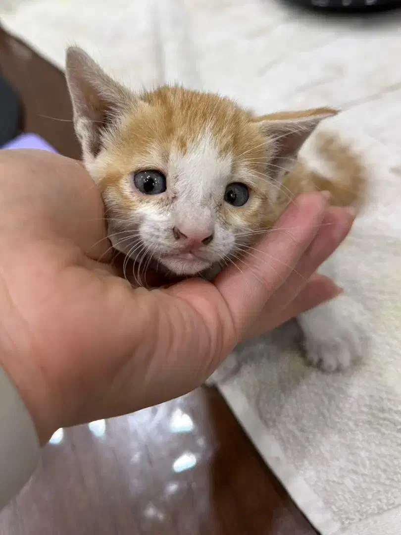 گربه های ملوس برای واگذاری باهزینه عقیمسازی وغذا|گربه|بندرعباس, |دیوار