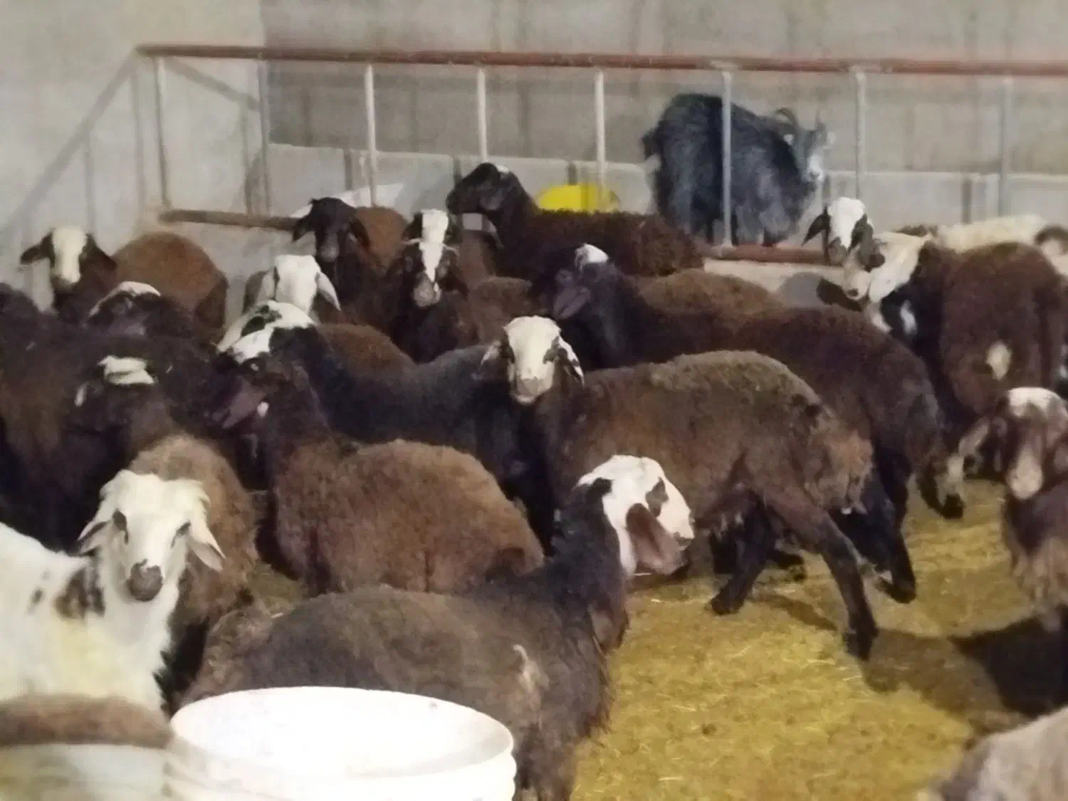 گوسفند زنده بره و بزغاله نر گوشتی ۱۸ تا 50 کیلو|حیوانات مزرعه|کرج, کیانمهر|دیوار