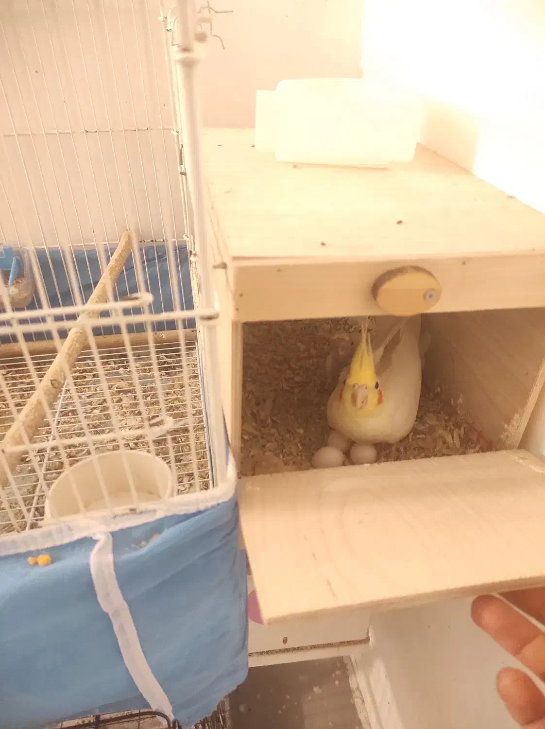 عروس هلندی مولد لوتینو دستی|پرنده|شیراز, تندگویان|دیوار