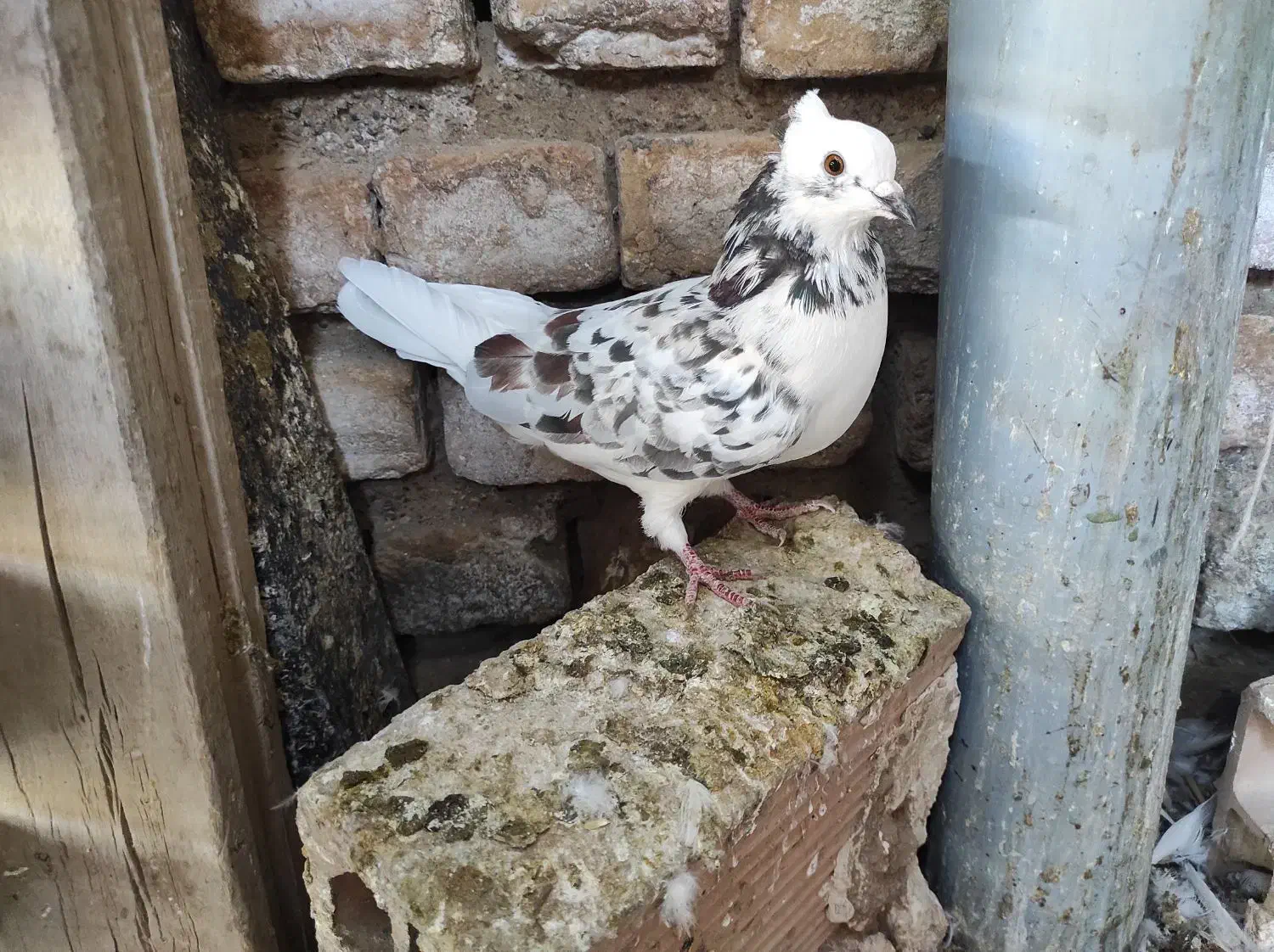 شازده سنگی کاکلی ماده|پرنده|پاکدشت, پاکدشت (مامازند)|دیوار