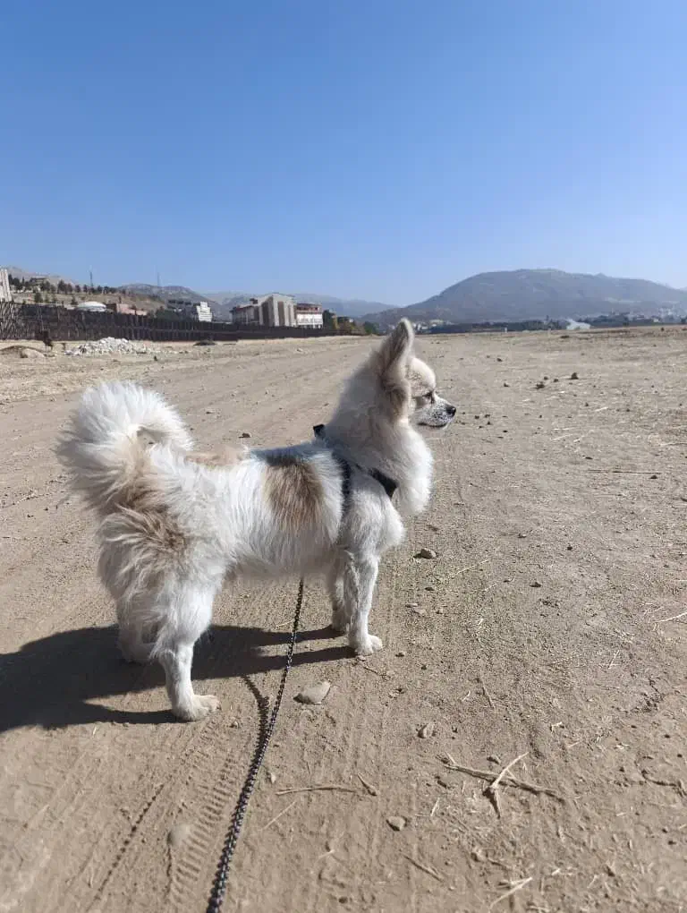 سگ پامر نژادار|سگ|یاسوج, |دیوار