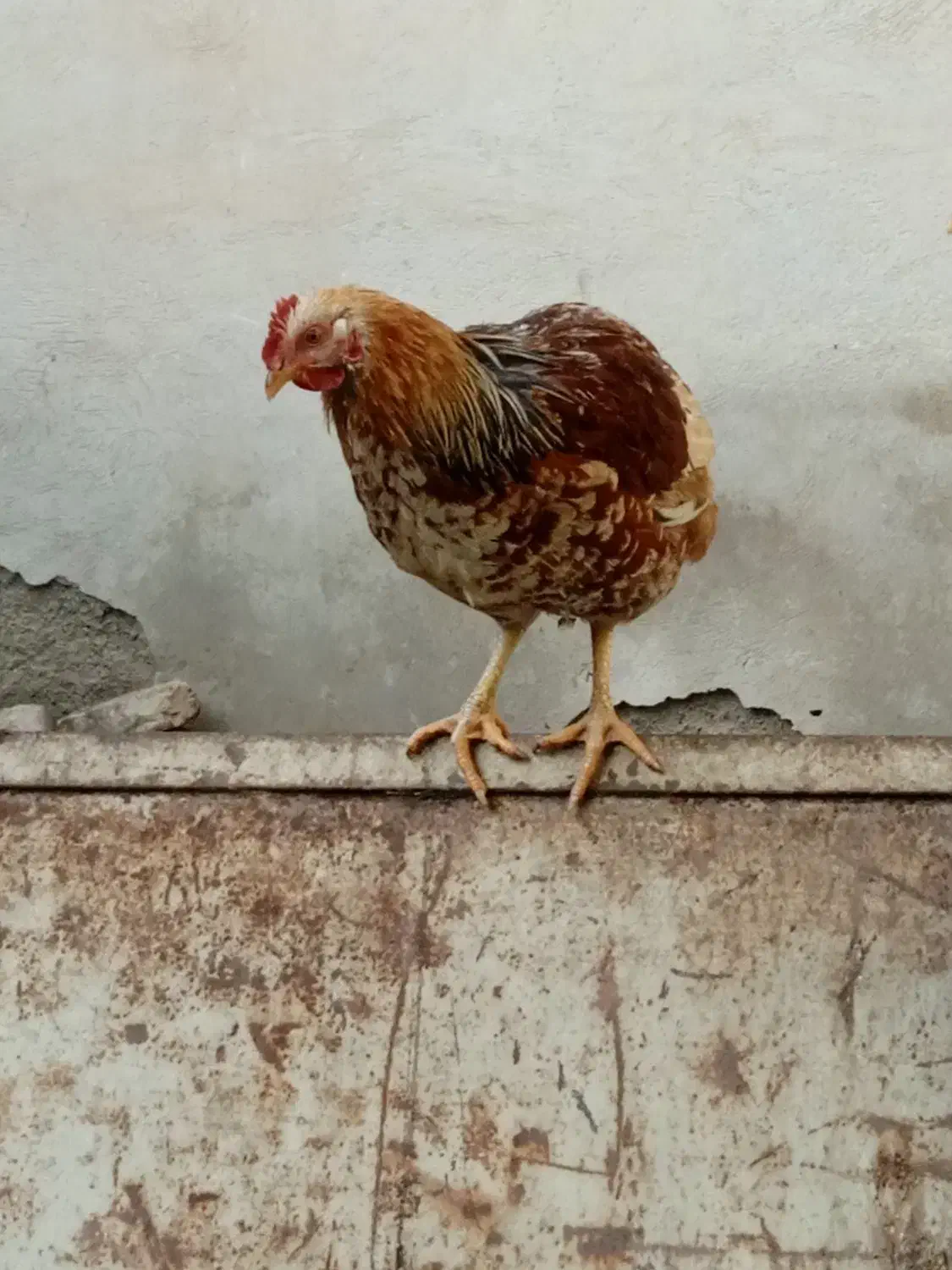 نیمچه خروس تخفیف داره|حیوانات مزرعه|ماهدشت, |دیوار