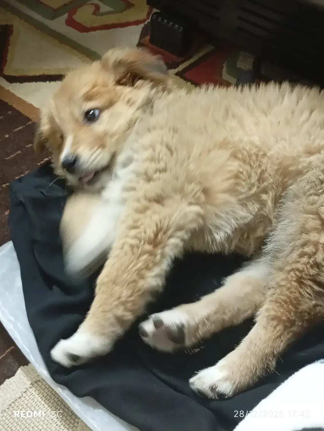 سگ پامر|سگ|شیراز, دشت چنار|دیوار