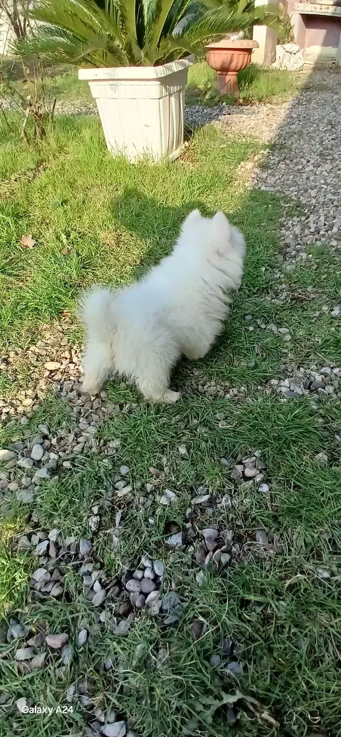 فروش توله سامویید نر|سگ|شیرگاه, |دیوار