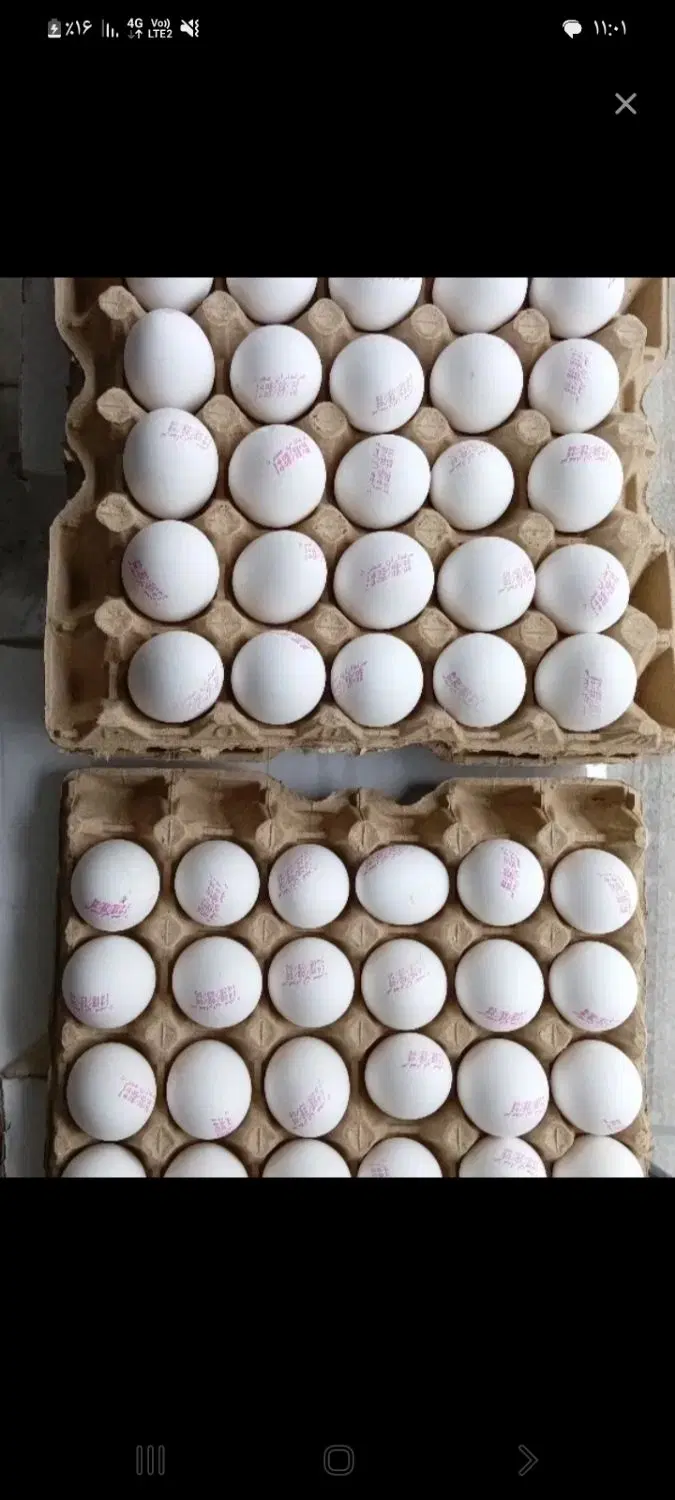 تخم مرغ|خوردنی و آشامیدنی|مشهد, آپارتمان های مرتفع|دیوار