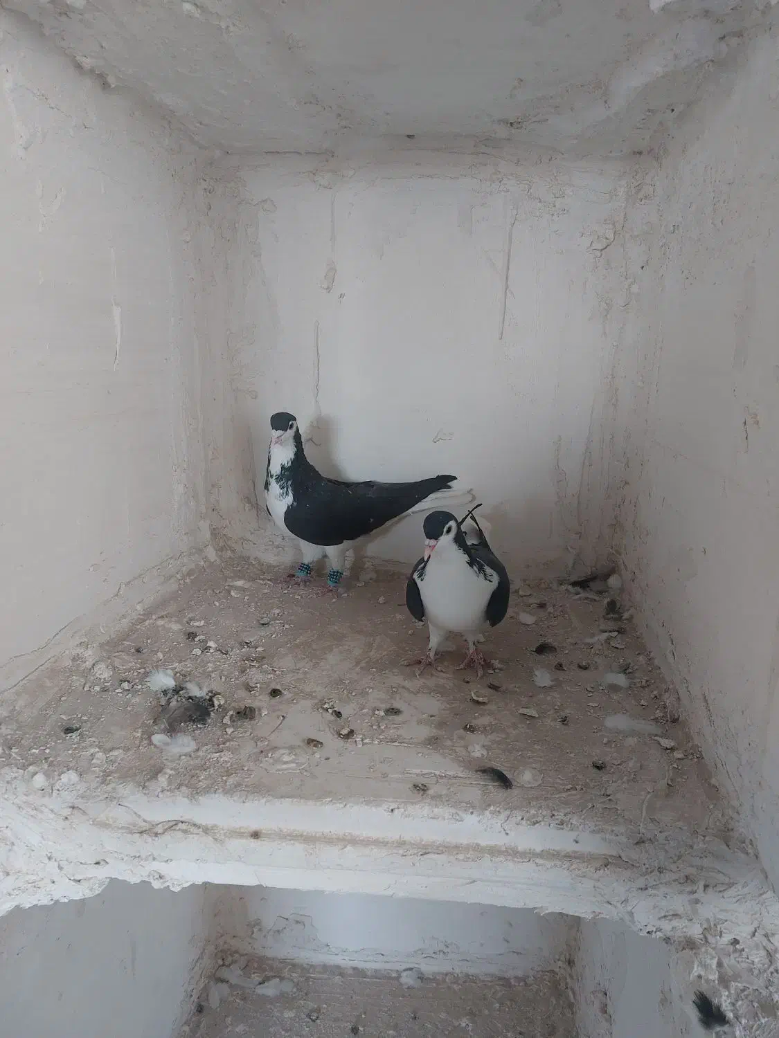 سبزوپولکی و ساده|پرنده|تربتحیدریه, بالا ولایت|دیوار