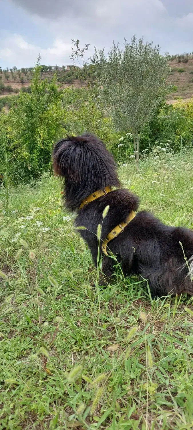 سگ اشپیتز جاپانیز|سگ|بهشهر, |دیوار