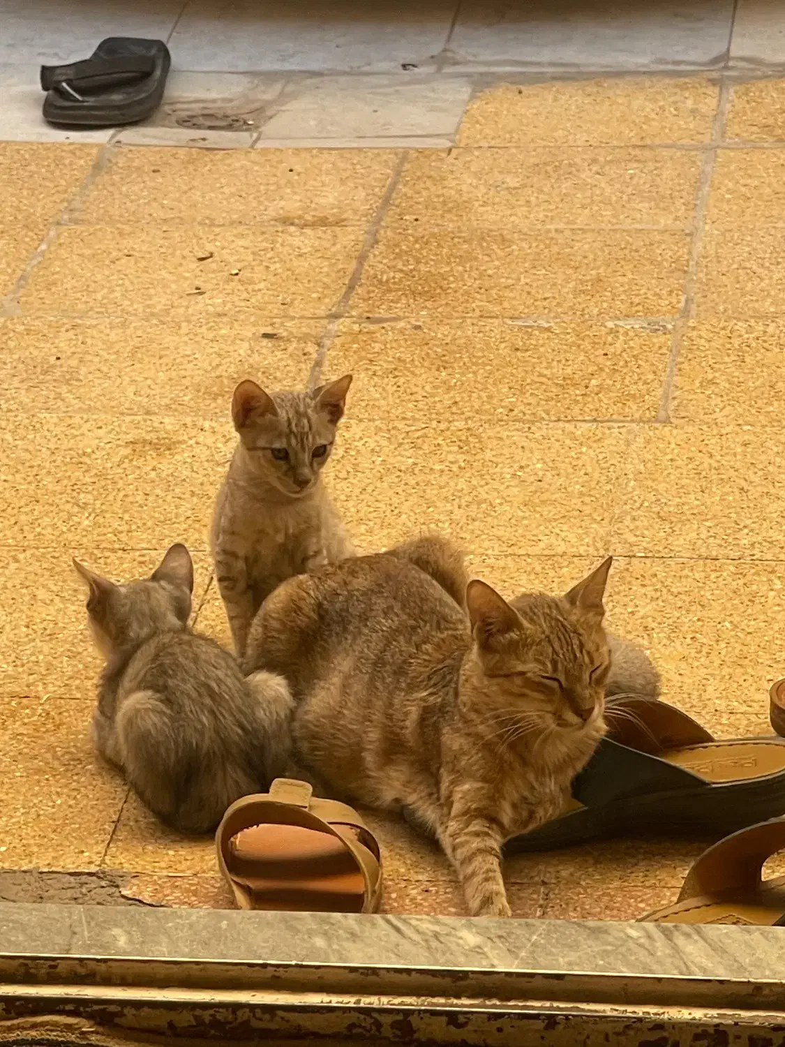 واگزاری گربه|گربه|شوش, |دیوار