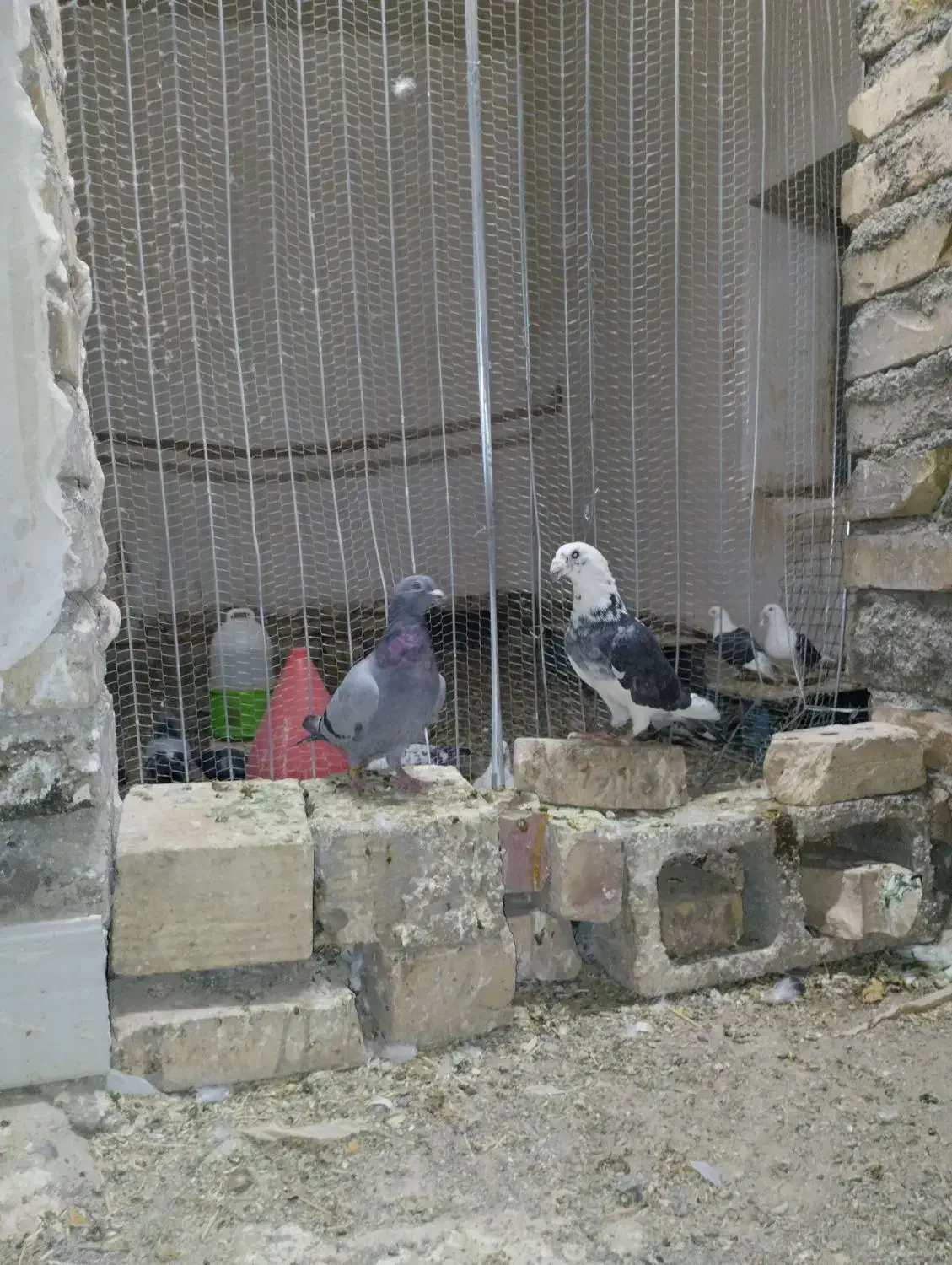 کفتر گراف سرور|پرنده|تربت جام, میان جام|دیوار