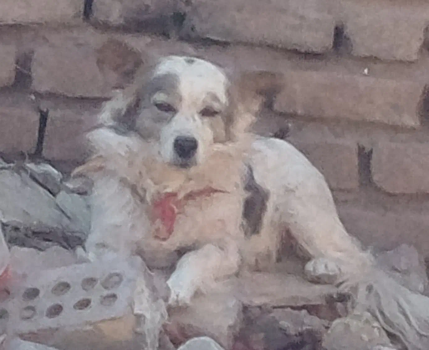 سگ پا کوتاه۲ تا هستن|سگ|رفسنجان, |دیوار