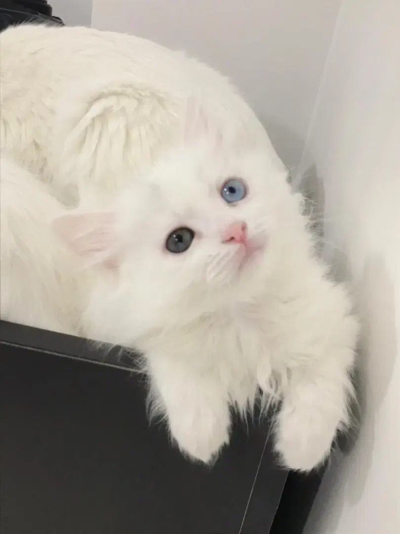 گربه|گربه|گرگان, |دیوار