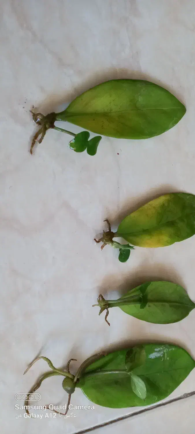 برگ های ریشه وغده دارزامیفیلیا|گل و گیاه طبیعی|اصفهان, لنبان|دیوار