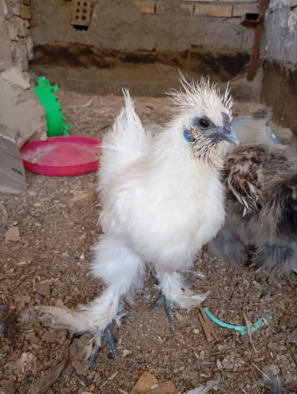 جوجه ابریشمی|حیوانات مزرعه|مشهد, کارمندان دوم|دیوار