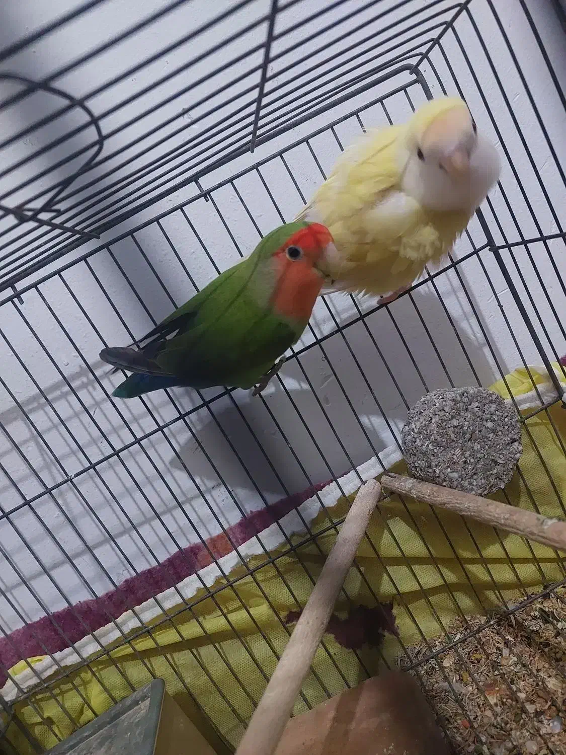 پرنده|پرنده|بندرعباس, |دیوار