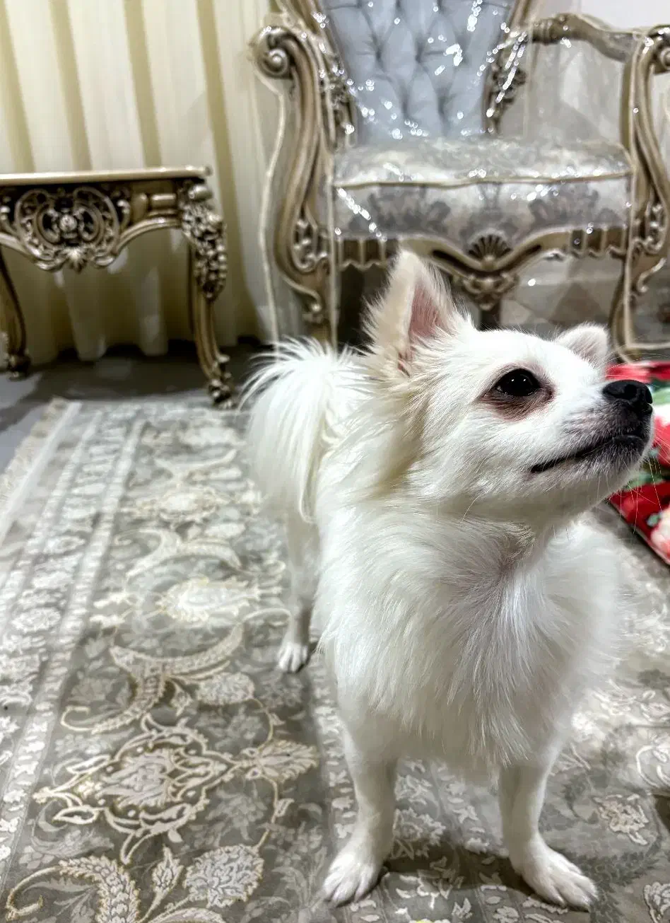 واگذاری سگ|سگ|بندرعباس, |دیوار