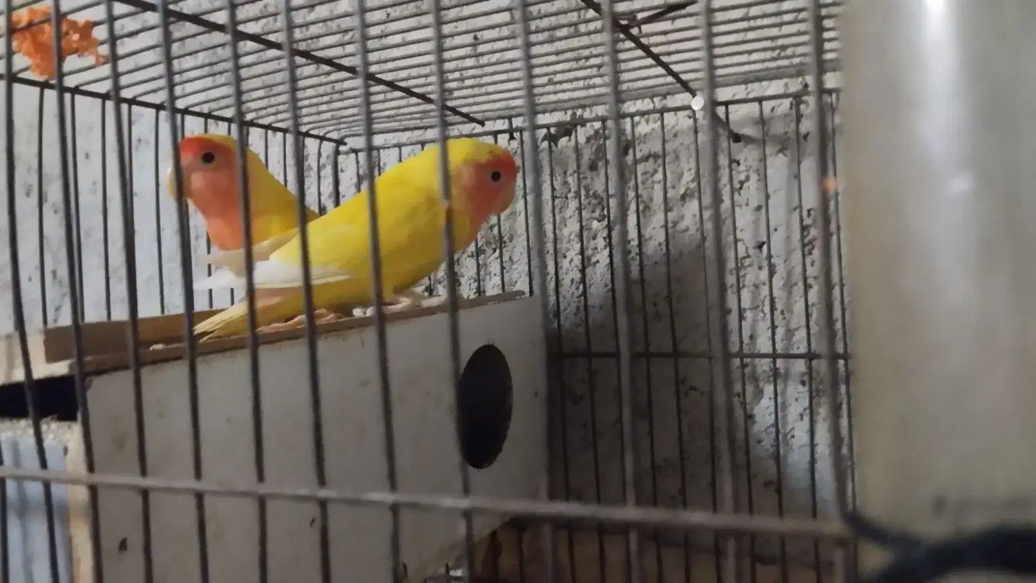 کوتوله برزیلی بالغ نرو ماده معاوضه و فروش|پرنده|جهرم, |دیوار