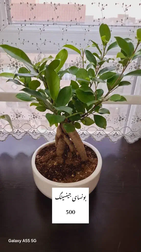 پخش گل به قیمت گلخانه|گل و گیاه طبیعی|اسلامشهر, شهرک قائمیه|دیوار