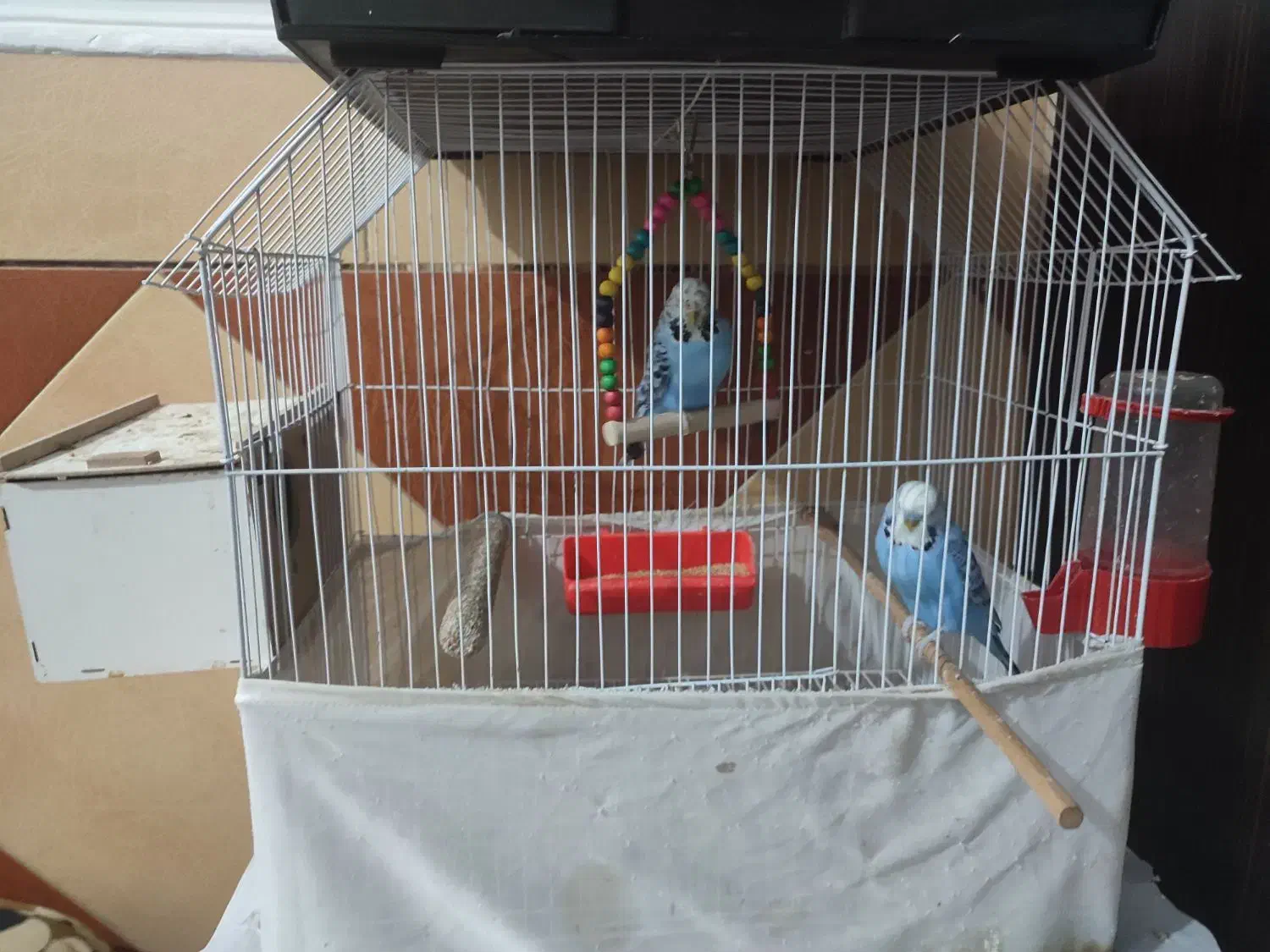 مرغ عشق انگلیسی|پرنده|باوی, |دیوار